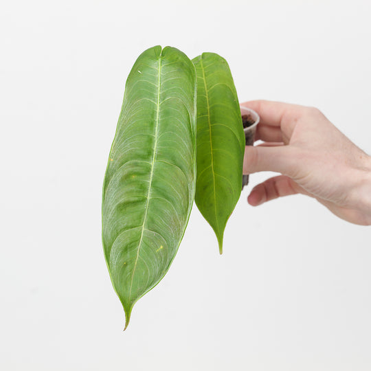 Philodendron sharoniae 6cm Plants GrowTropicals