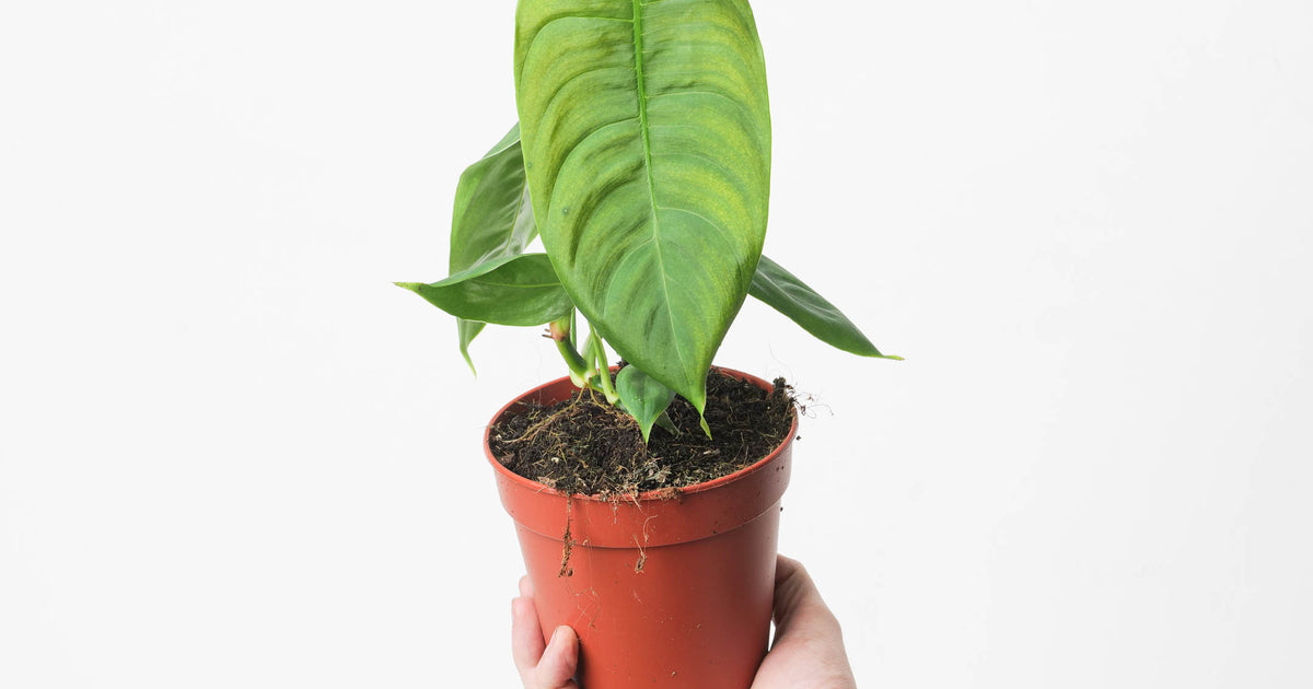 philodendron sharoniae Philodendron sharoniae | Plants