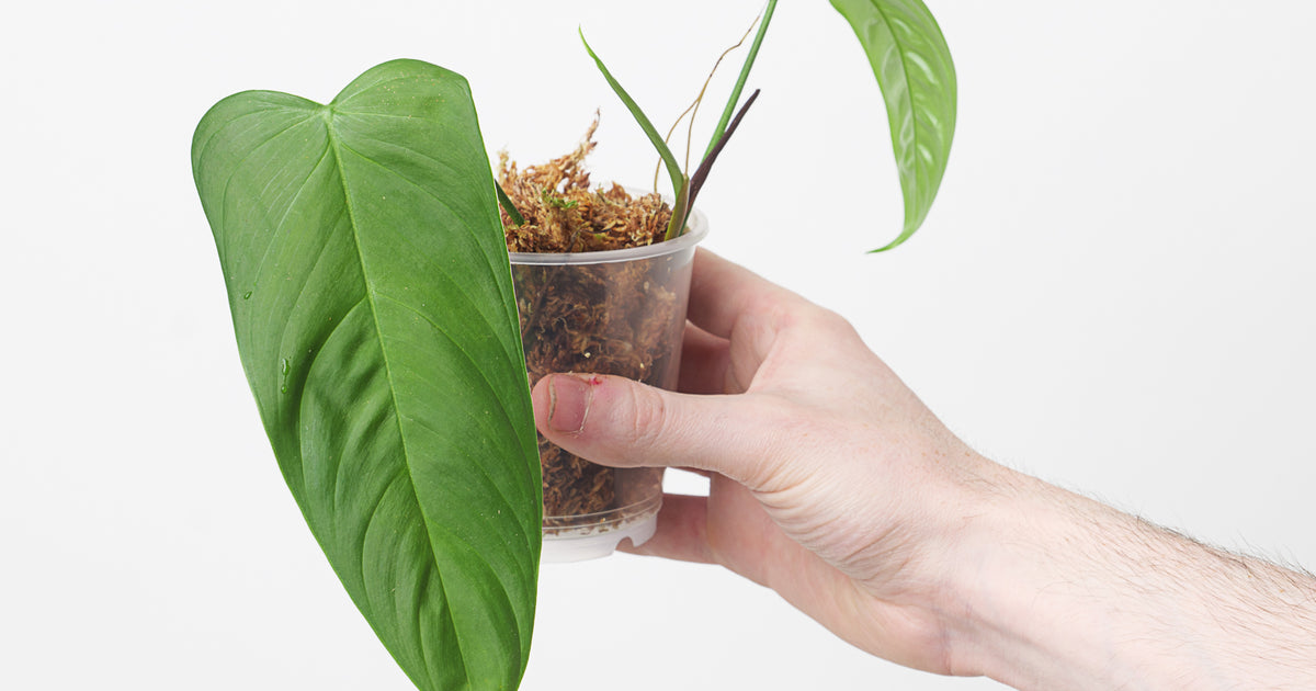philodendron sharoniae care Philodendron sharoniae 'Goat' | Plants