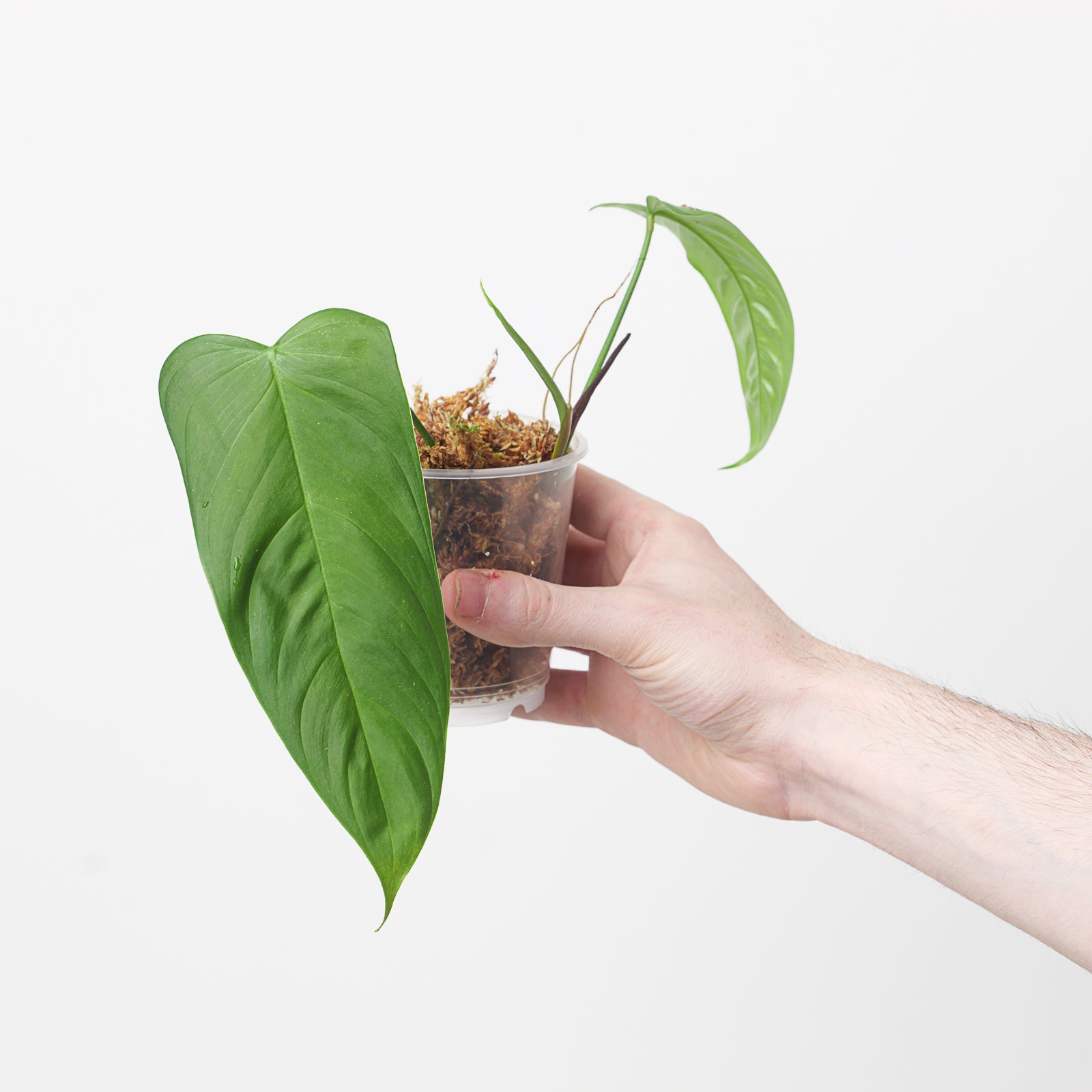droopy philodendron Philodendron sharoniae 'Goat' | Plants