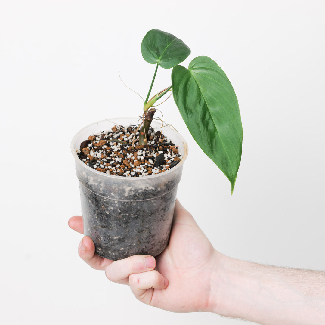 sharoniae philodendron Philodendron sharoniae 'Goat' | Plants