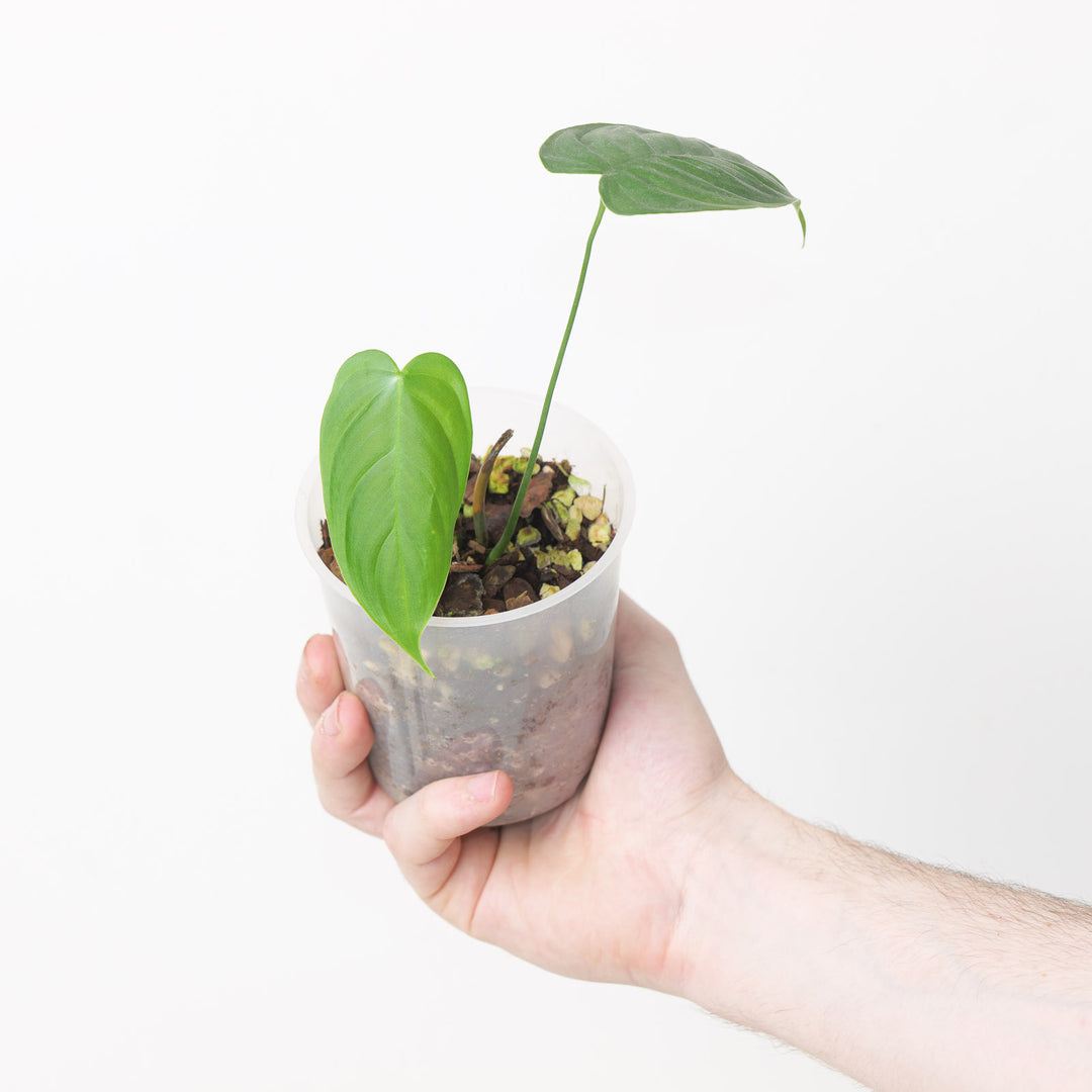 philodendron sharoniae mosquera Philodendron sharoniae 'Mosquera' | Plants