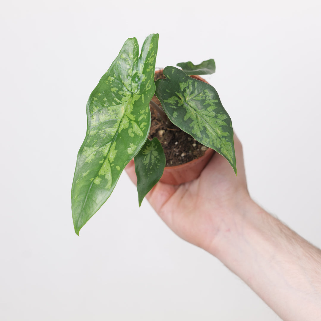Alocasia heterophylla 'Shattered Glass'