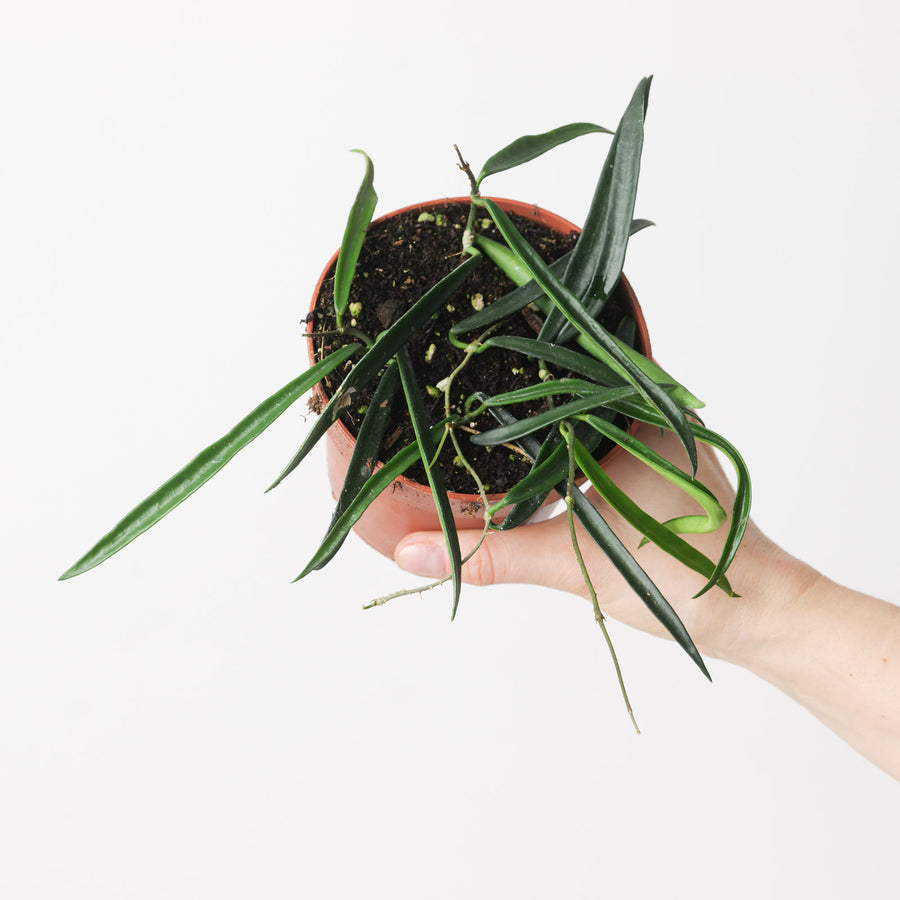 Hoya shepherdii | String Bean Hoya Plants GrowTropicals