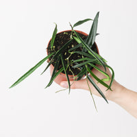 Hoya shepherdii | String Bean Hoya