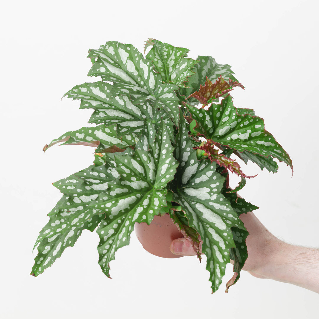 Begonia 'Sherwood Forest' - GROW TROPICALS