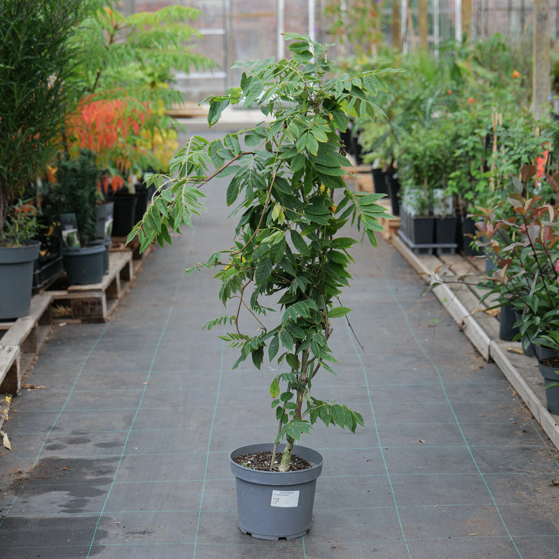 Wisteria brachybotrys 'Showa-beni' 23cm / 5L Plants - Outdoor GROW TROPICALS