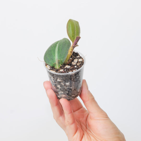Siderasis fuscata 6cm Plants GrowTropicals