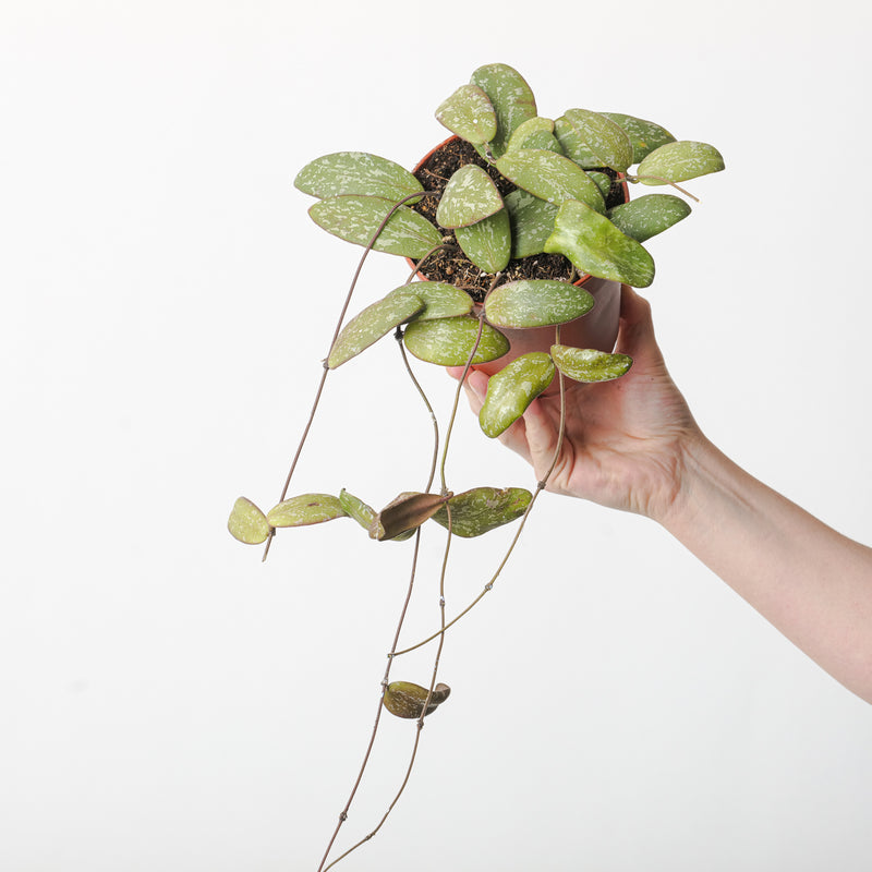 Hoya sigitalis (Wide Leaf Form) 12cm Plants GrowTropicals