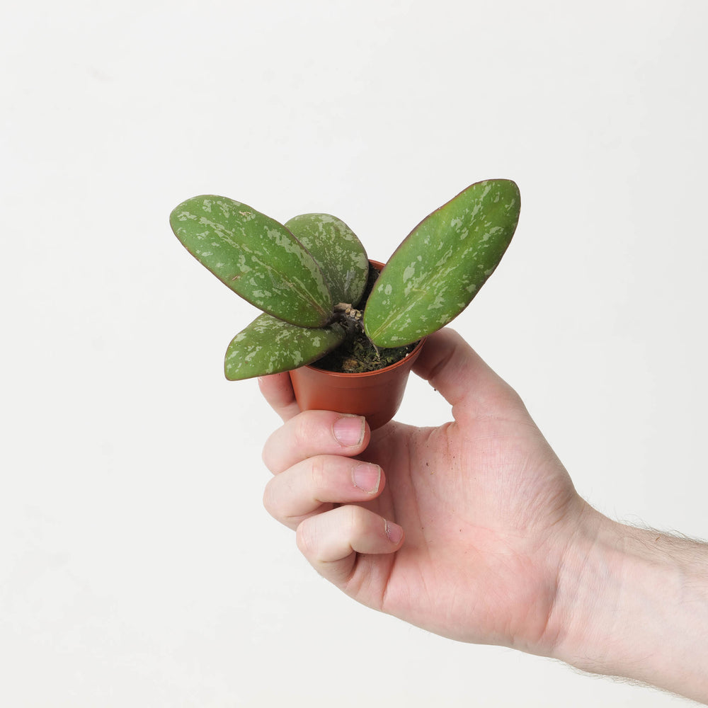 Hoya sigitalis (Wide Leaf Form) - GROW TROPICALS