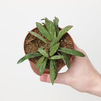 Hoya sigitalis (Thin Leaf Form)
