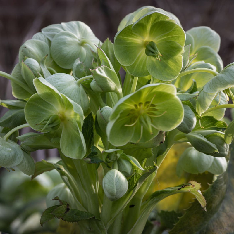 Helleborus argutifolius 'Silver Lace'