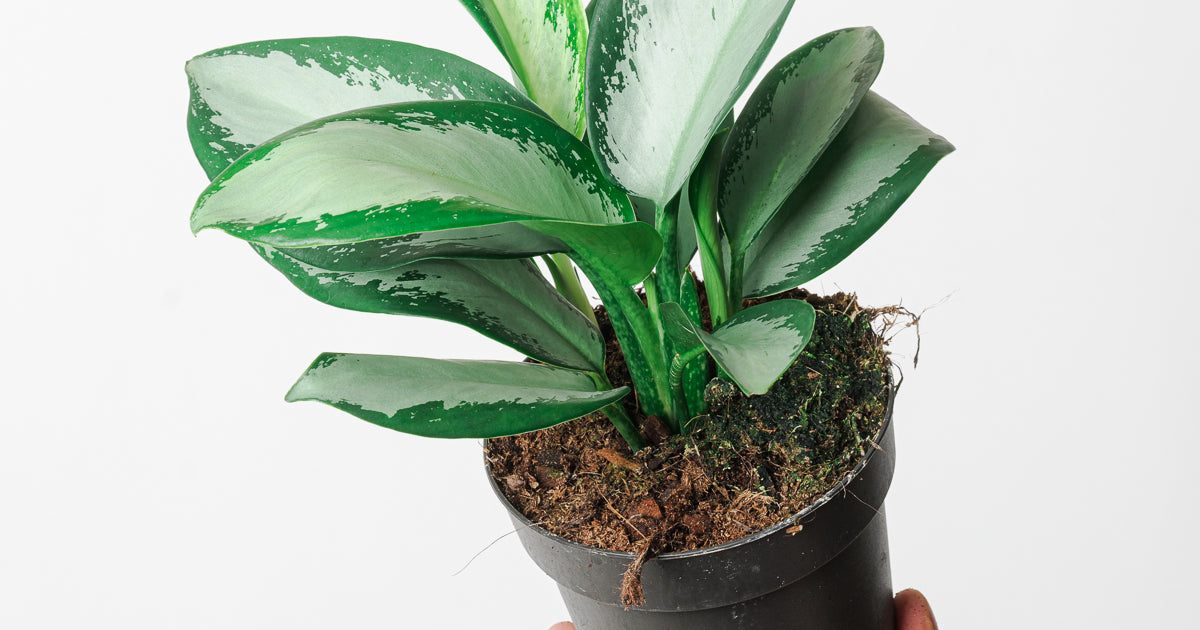 aglaonema crispum silver king Aglaonema 'Silver Blue' | Plants