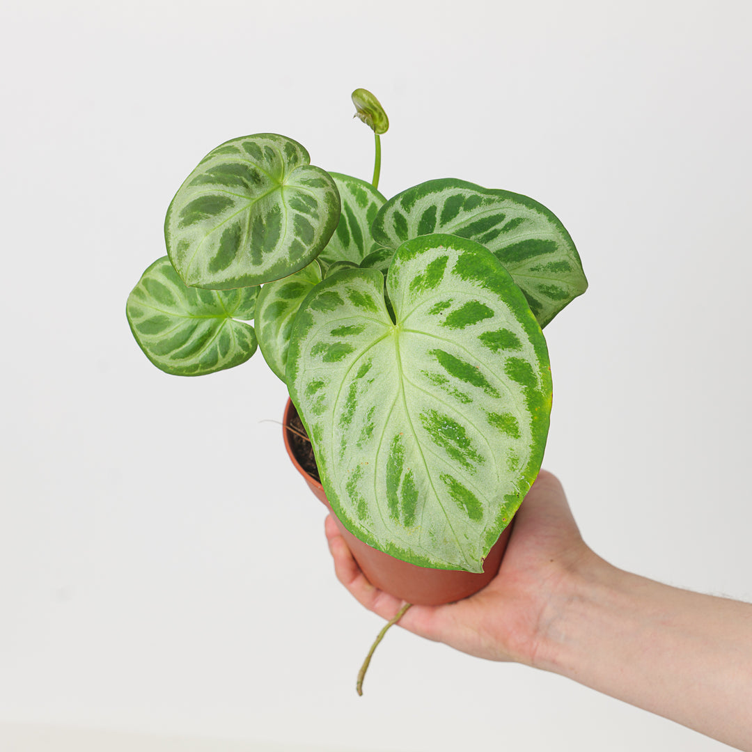 anthurium dorayaki care Anthurium 'Dorayaki'