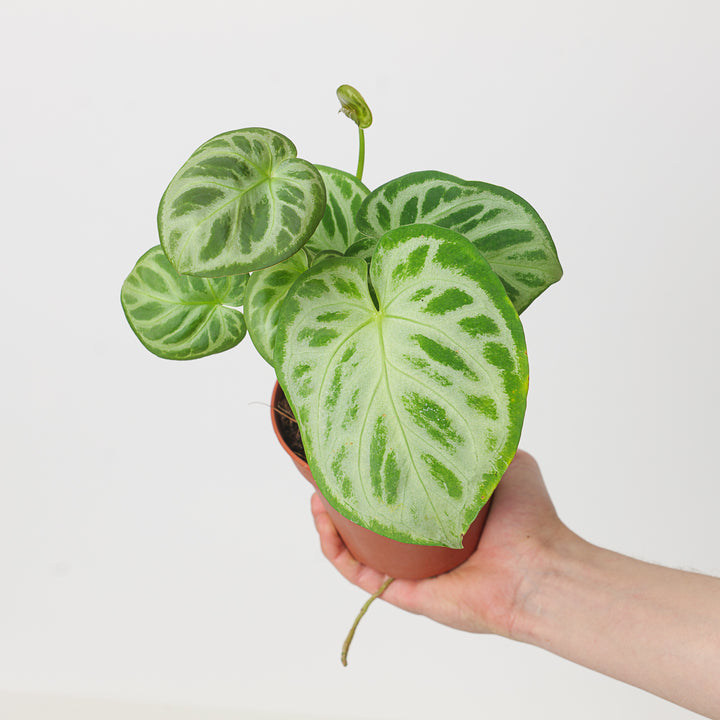 Anthurium 'Dorayaki' - GROW TROPICALS