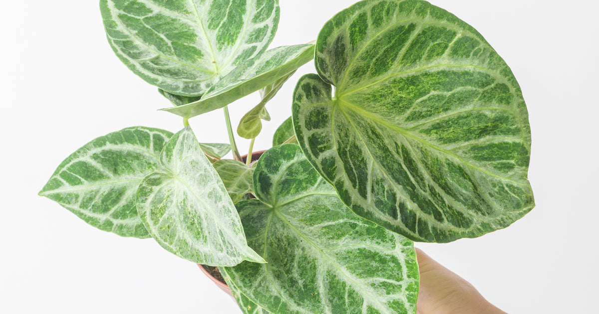 Anthurium 'Silver Blush' Mint | Plants