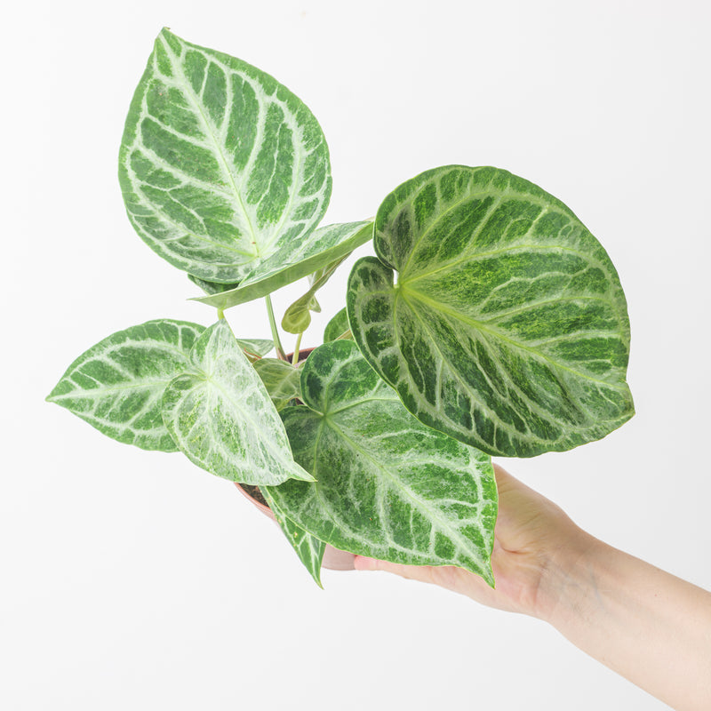 Anthurium 'Silver Blush' Mint Plants GrowTropicals