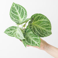 Anthurium 'Silver Blush' Mint