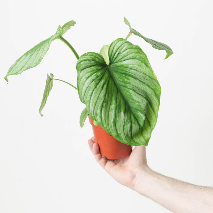 Philodendron mamei 'Silver Cloud' - GROW TROPICALS