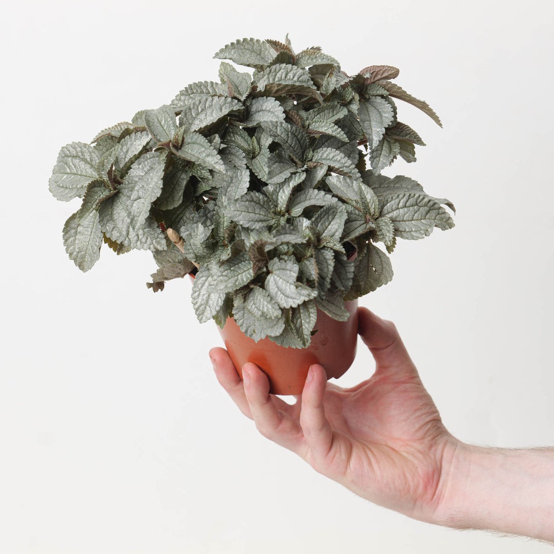 Philodendron mamei 'Silver Cloud' - GROW TROPICALS