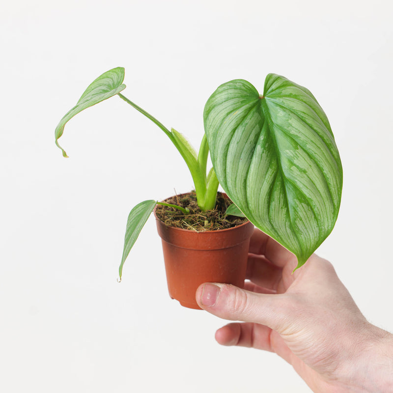 Philodendron mamei 'Silver Cloud' — 6cm