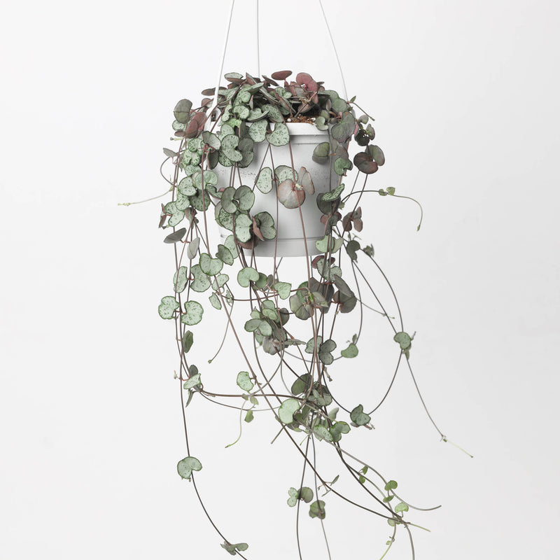 Ceropegia woodii 'Silver Glory' 14cm Plants GrowTropicals