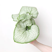 Brunnera macrophylla 'Silver Heart'