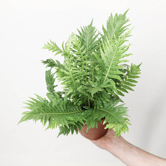 Blechnum gibbum 'Silver Lady' Plants GrowTropicals