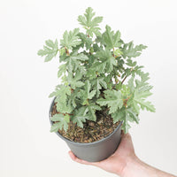 Ficus afghanistanica 'Silver Lyre'