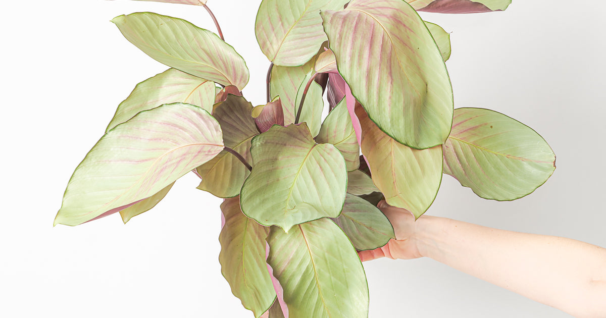 Calathea roseopicta 'Silver Plate'