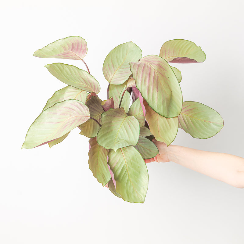 Calathea roseopicta 'Silver Plate' 19cm Plants GrowTropicals