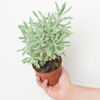 Euphorbia characias 'Silver Swan'