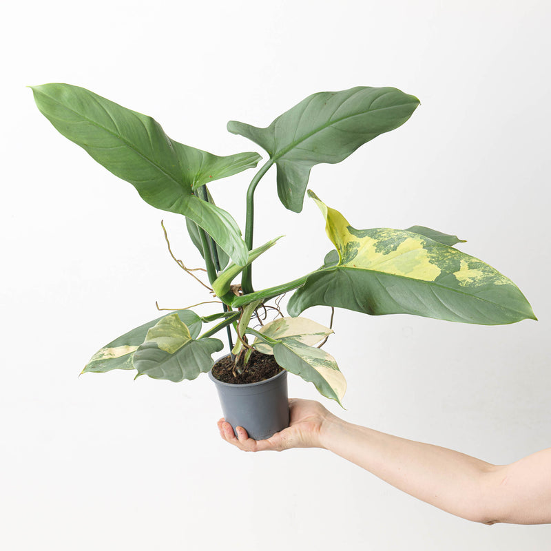 Philodendron 'Silver Sword' Variegated Plants GrowTropicals