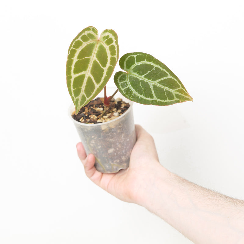 Anthurium 'Silver Tiger' x Plants GrowTropicals