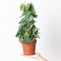 Scindapsus pictus 'Silvery Ann'