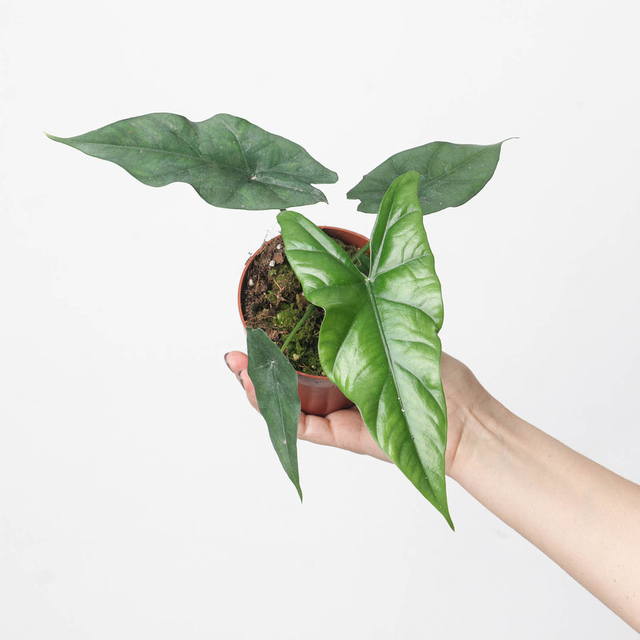 Alocasia simpo | Lukiwan x Sinuata - GROW TROPICALS