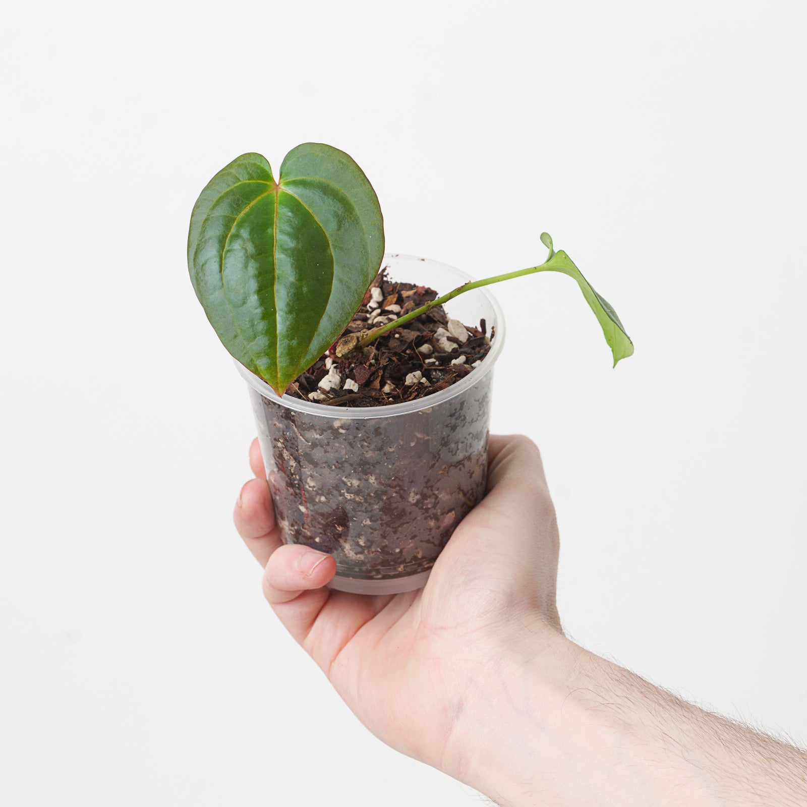 Anthurium SKG Dressleri x Papi x BVEP | Grow Tropicals