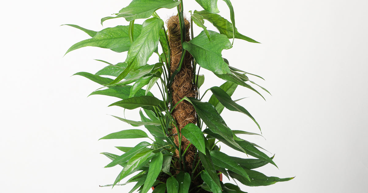 Epipremnum pinnatum 'Skeleton Key' | Plants