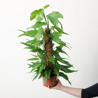 Epipremnum pinnatum 'Skeleton Key'
