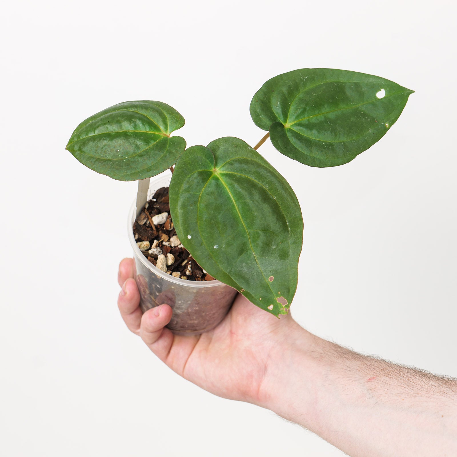 Anthurium SKG (Dressleri x Papi) x BVEP | Plants | GrowTropicals.com