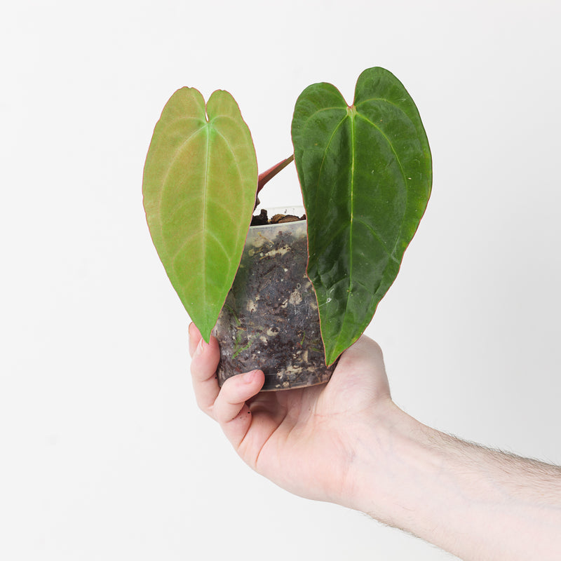 Anthurium SKG (Dressleri x Papi) x BVEP 9cm Large Plants GrowTropicals