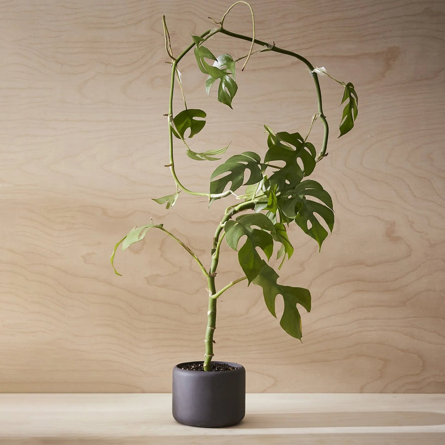 Aaron Probyn Botany Pot Small - Graphite Black Pots & Planters Aaron Probyn