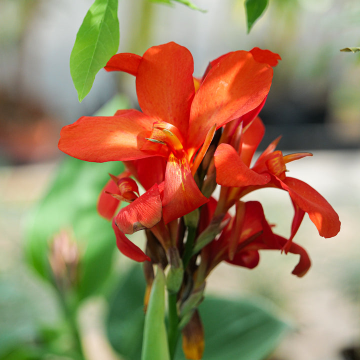 Canna 'Cannova Red Shades' Plants - Outdoor GROW TROPICALS
