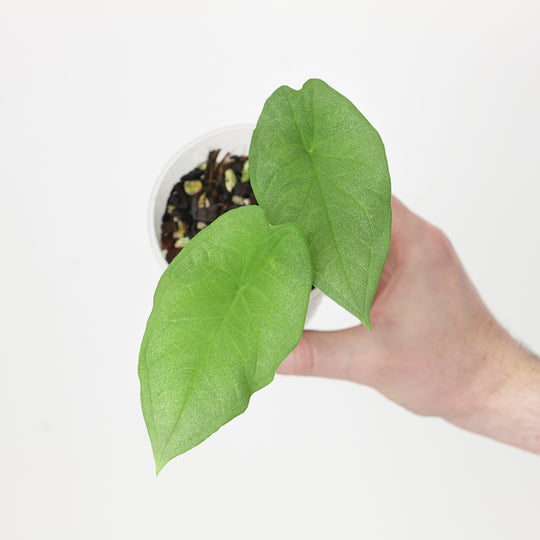 Caladium smaragdinum Plants GrowTropicals