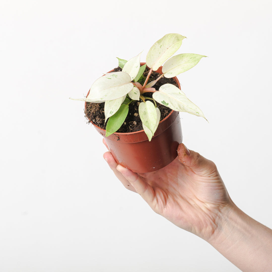 philodendron snowdrift rare Philodendron 'Snowdrift' | Plants