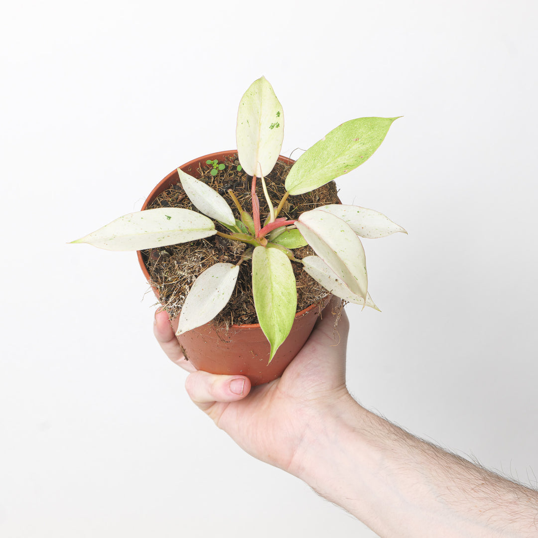 Philodendron 'Snowdrift' 12cm Plants GrowTropicals