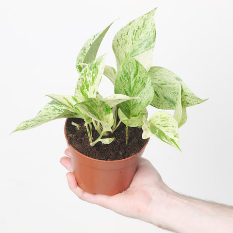 Epipremnum Snow Leopard Plants GrowTropicals