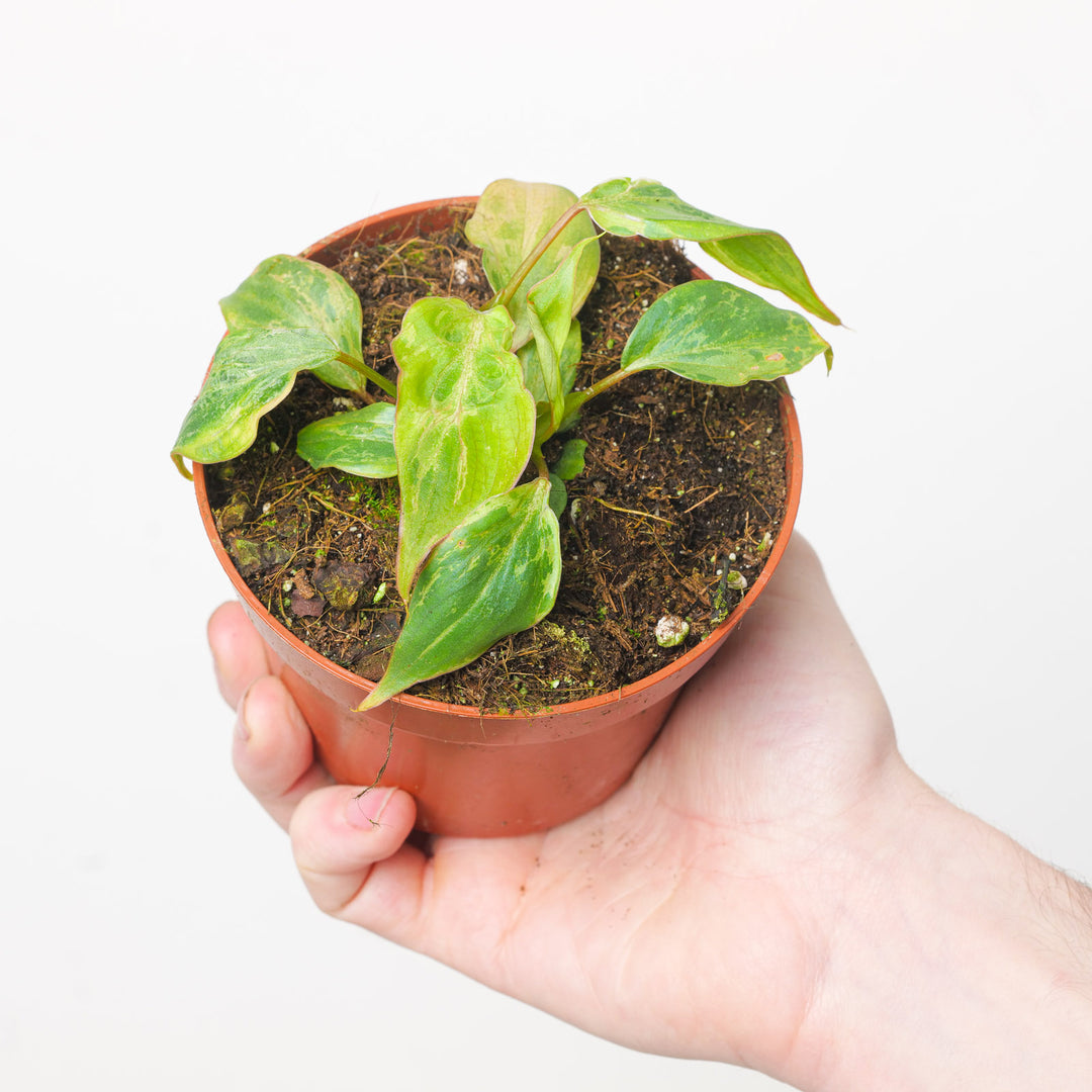 Philodendron gloriosum 'Snow Leopard' Plants GrowTropicals