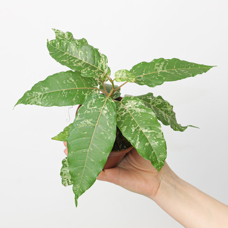 Ficus aspera 'Snowstorm' 9cm Plants GrowTropicals