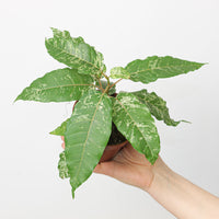 Ficus aspera 'Snowstorm'